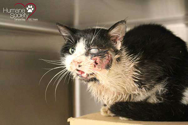 <div class='meta'><div class='origin-logo' data-origin='none'></div><span class='caption-text' data-credit='Photo/Humane Society of Tampa Bay'>A young cat in Florida was buried alive by its owner, who thought he was dead after getting hit by a car. But Bart proved everyone wrong by climbing from his own grave.</span></div>