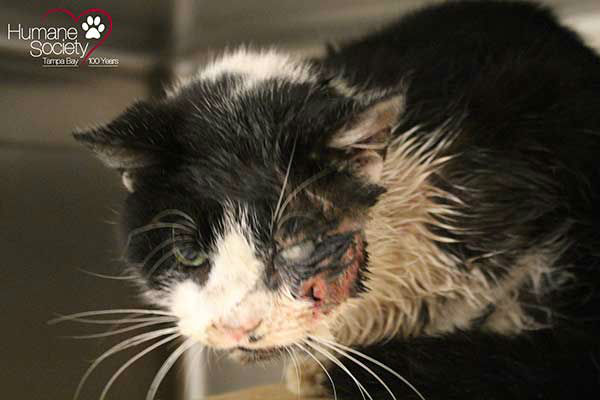 <div class='meta'><div class='origin-logo' data-origin='none'></div><span class='caption-text' data-credit='Photo/Humane Society of Tampa Bay'>A young cat in Florida was buried alive by its owner, who thought he was dead after getting hit by a car. But Bart proved everyone wrong by climbing from his own grave.</span></div>