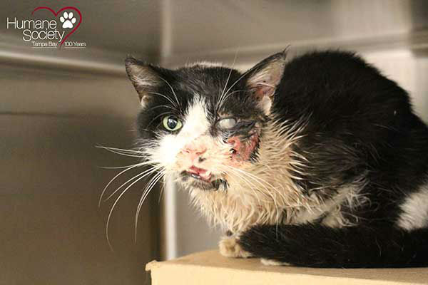 <div class='meta'><div class='origin-logo' data-origin='none'></div><span class='caption-text' data-credit='Photo/Humane Society of Tampa Bay'>A young cat in Florida was buried alive by its owner, who thought he was dead after getting hit by a car. But Bart proved everyone wrong by climbing from his own grave.</span></div>