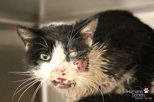 <div class='meta'><div class='origin-logo' data-origin='none'></div><span class='caption-text' data-credit='Photo/Humane Society of Tampa Bay'>A young cat in Florida was buried alive by its owner, who thought he was dead after getting hit by a car. But Bart proved everyone wrong by climbing from his own grave.</span></div>