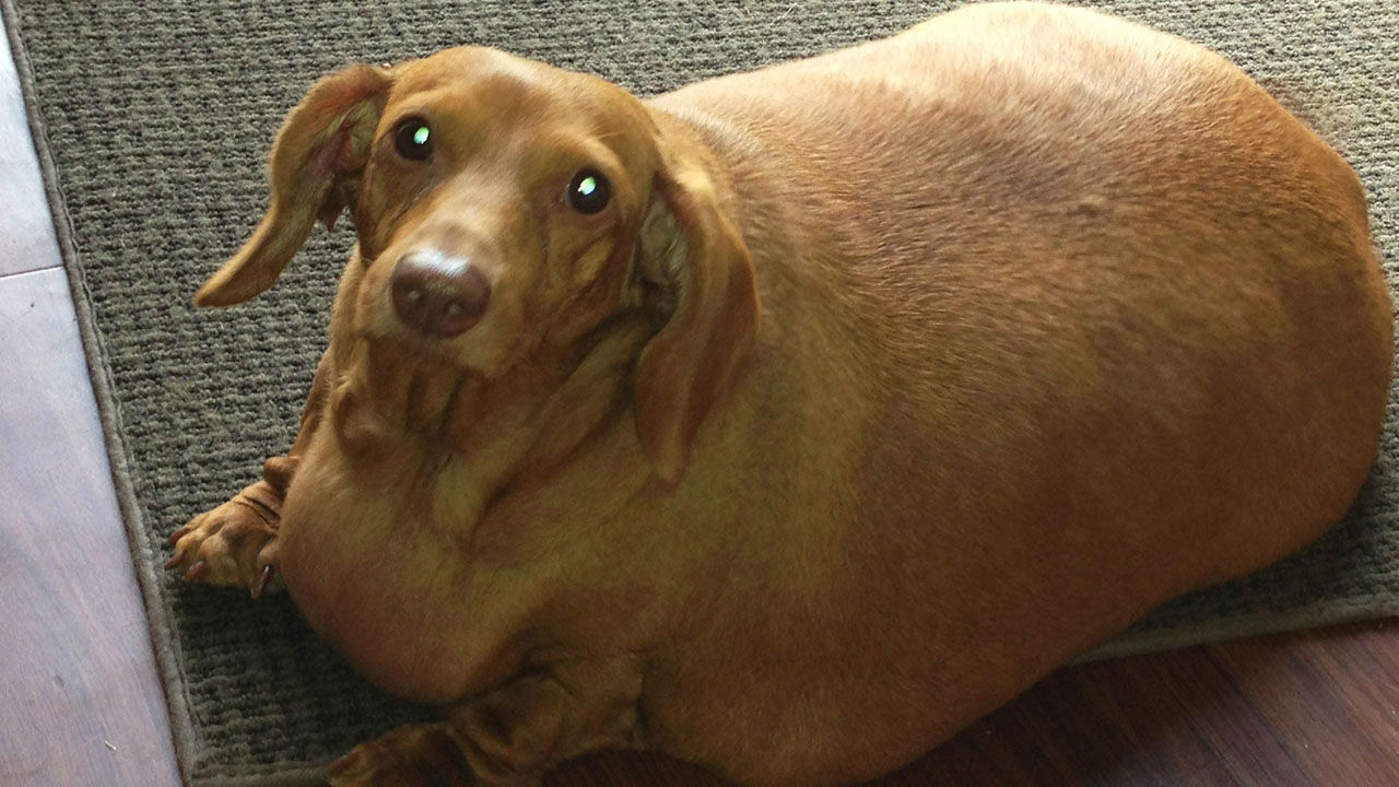 Former obese dachshund loses 43 pounds after year of dieting and