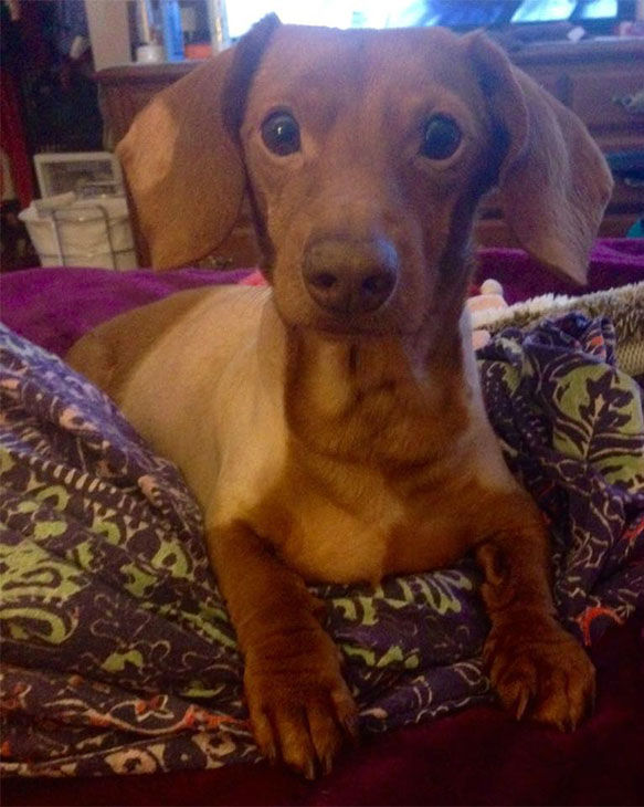 Former obese dachshund loses 43 pounds after year of dieting and