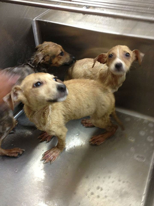 Three puppies, barely two months old, sealed inside cardboard box and