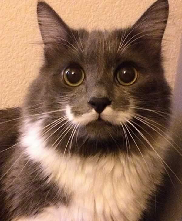Hamilton The Hipster Cat Kitten Hamilton The Hipster Cat Kitten