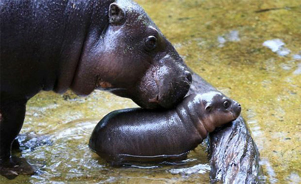 Baby Pygmy Hippo Gets Adorable Swimming Lesson From Mom At Melbourne