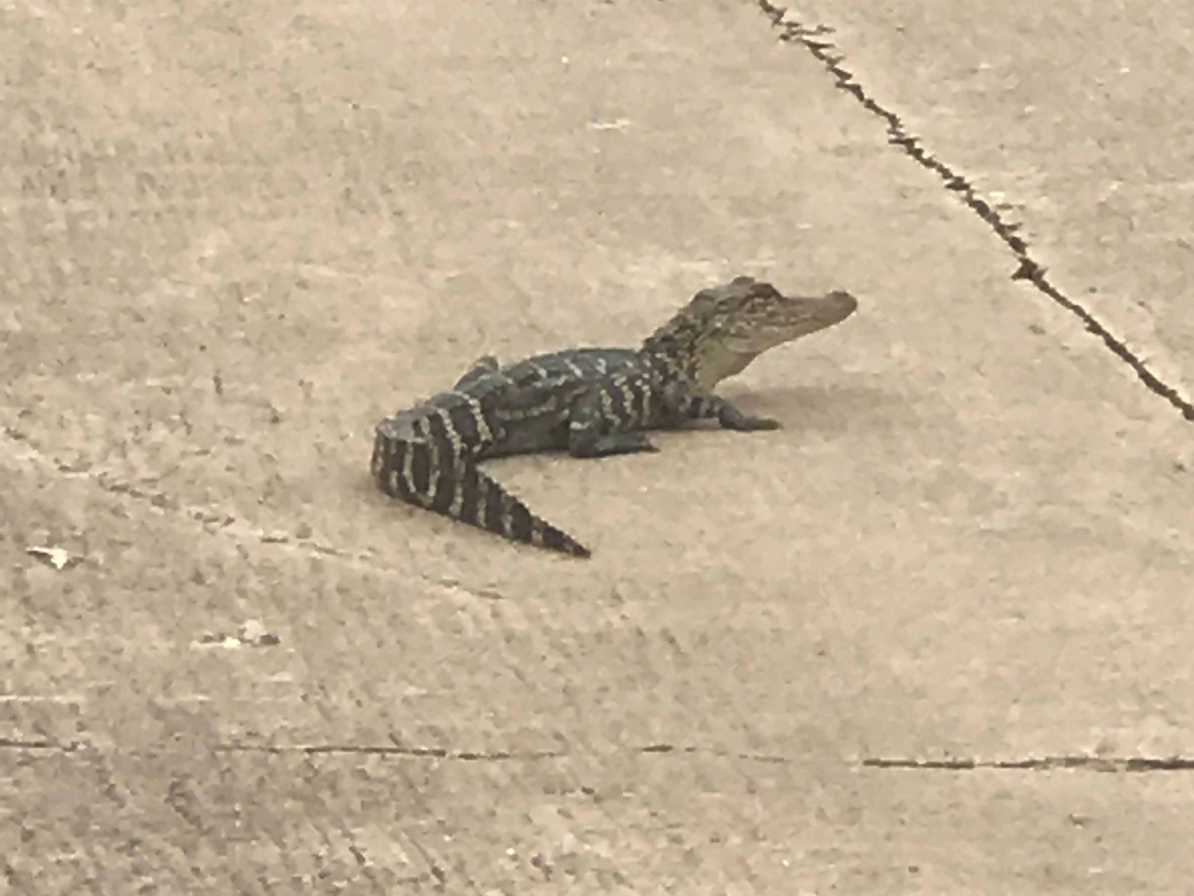 <div class='meta'><div class='origin-logo' data-origin='none'></div><span class='caption-text' data-credit='Michelle Bass'>A resident of the Lake Olympia neighborhood in Houston sent in this photo of a baby alligator, writing, ''The mother must be close by!''</span></div>