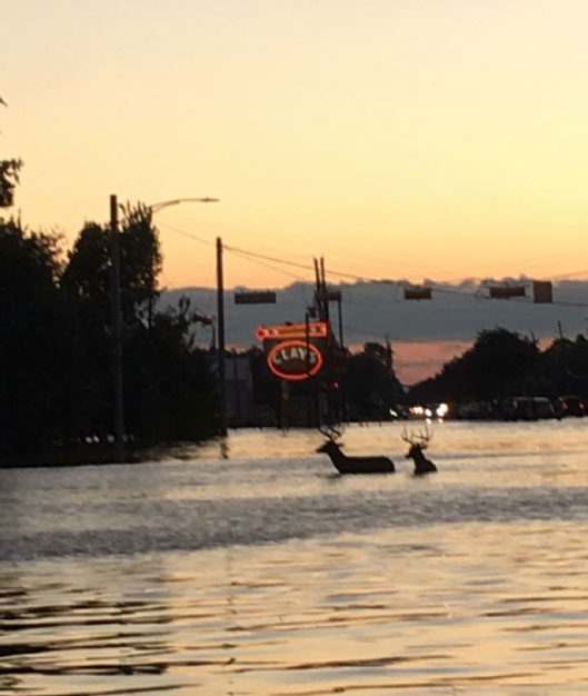 <div class='meta'><div class='origin-logo' data-origin='none'></div><span class='caption-text' data-credit='K.C.'>Deer navigate the flood waters near Clay Road and Queenston Blvd in Houston.</span></div>