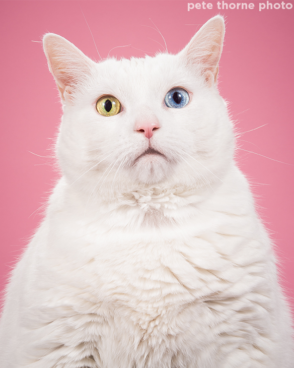 Photos of fat cats prove all body shapes are beautiful