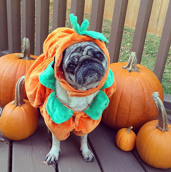 Image result for pet costume pumpkin