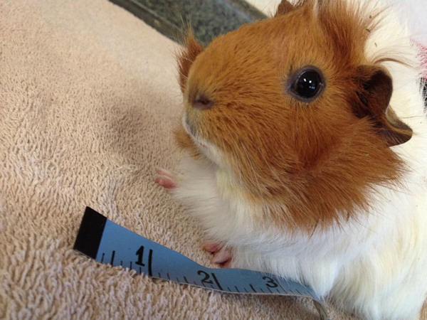 Guinea Pig Who Was Found Abandoned With Broken Bones Gets Wheelchair 