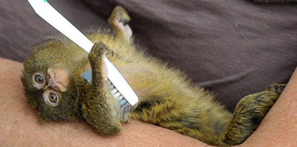 This pygmy marmoset can't get enough of her toothbrush