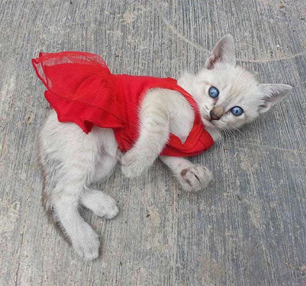 Image result for cats in dresses
