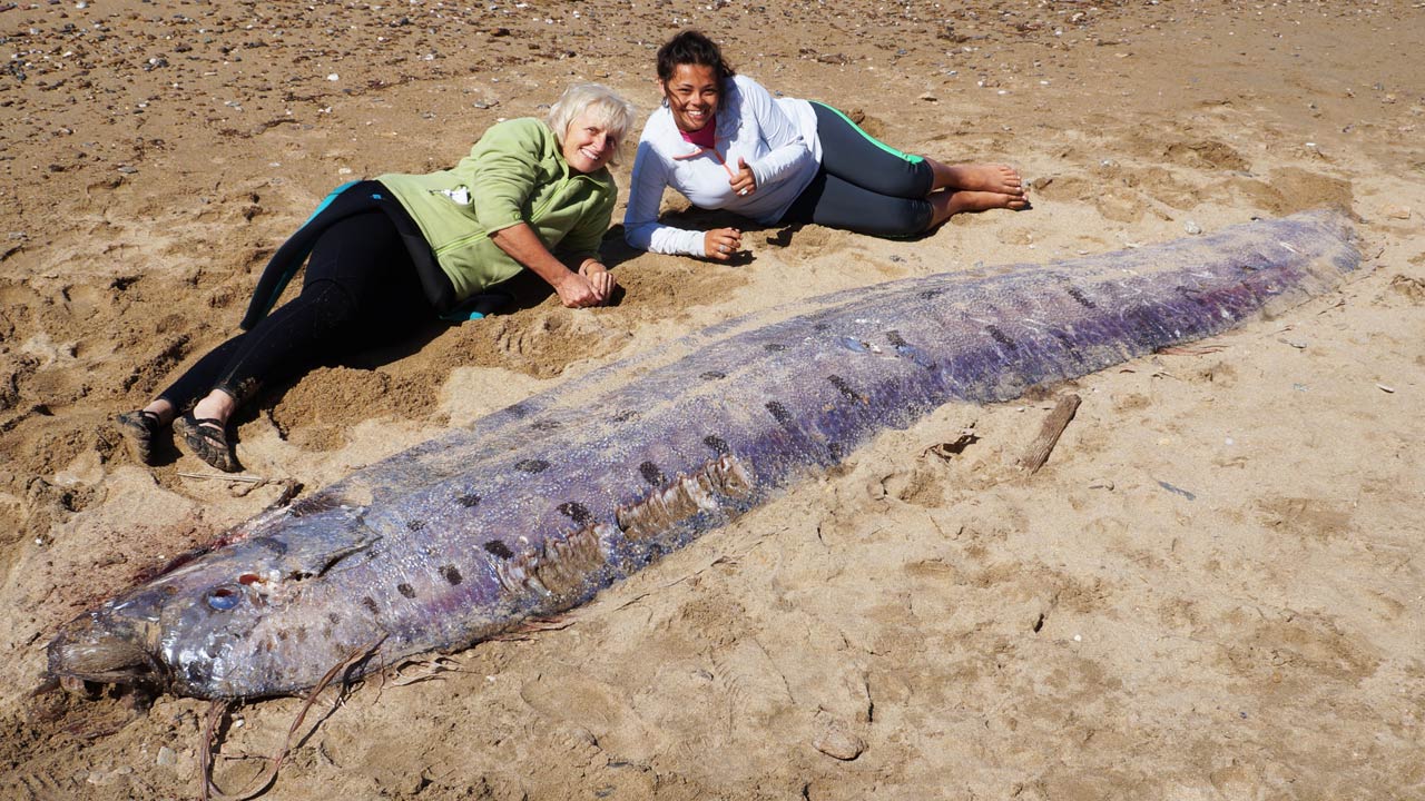 stuffed oarfish