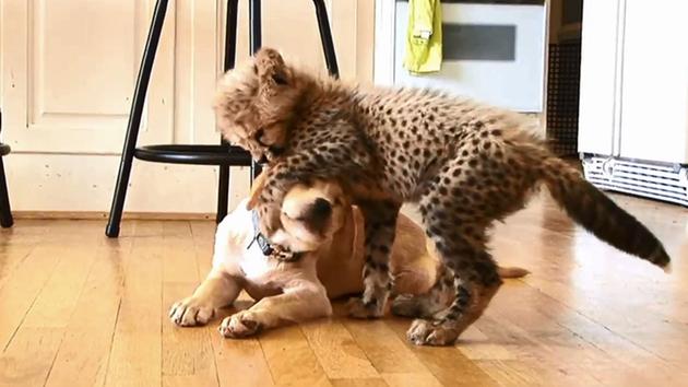 Cheetah cub, puppy 'inseparable' at Virginia zoo