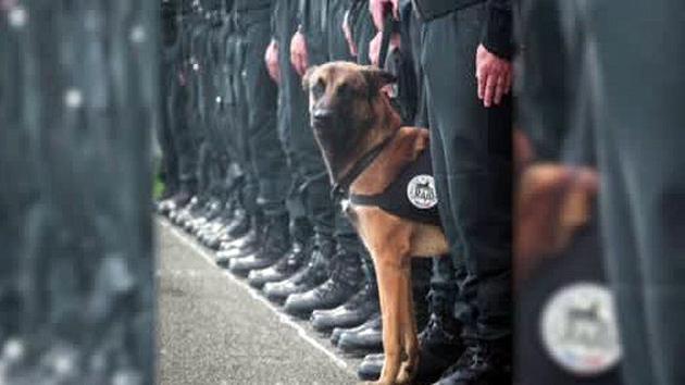 A 7-year-old Belgian Malinois named Diesel, a SWAT team assault dog, was killed by terrorists during the raid in Saint-Denis, north of Paris, on Wednesday, Nov. 18, 2015. 