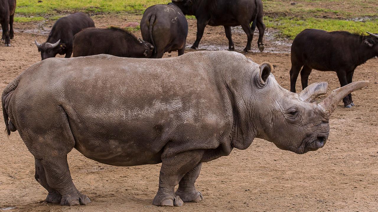 Nola, endangered northern white rhino, dies at San Diego Zoo | abc30.com