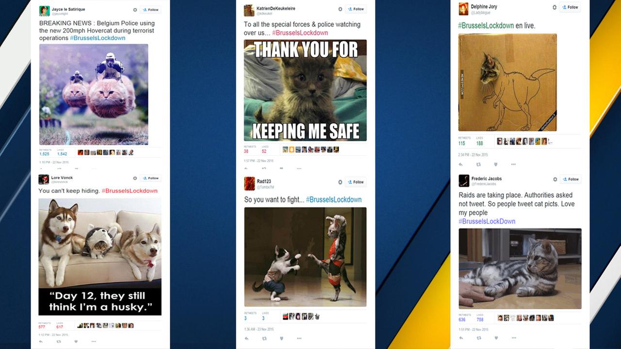 #BrusselsLockdown: Belgians tweet photos of cats during raids in solidarity with police