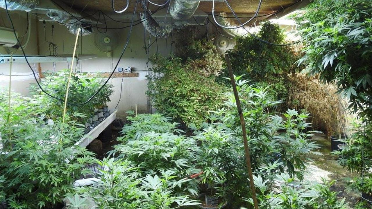 Santa Ana marijuana task force seizes 5.7M worth of plants at illegal