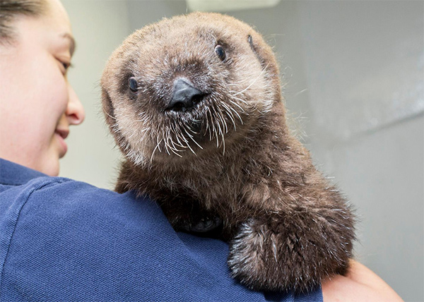 Rescued Sea Otter Pup At Shedd Aquarium Gets A Real Name Of Names For Otters