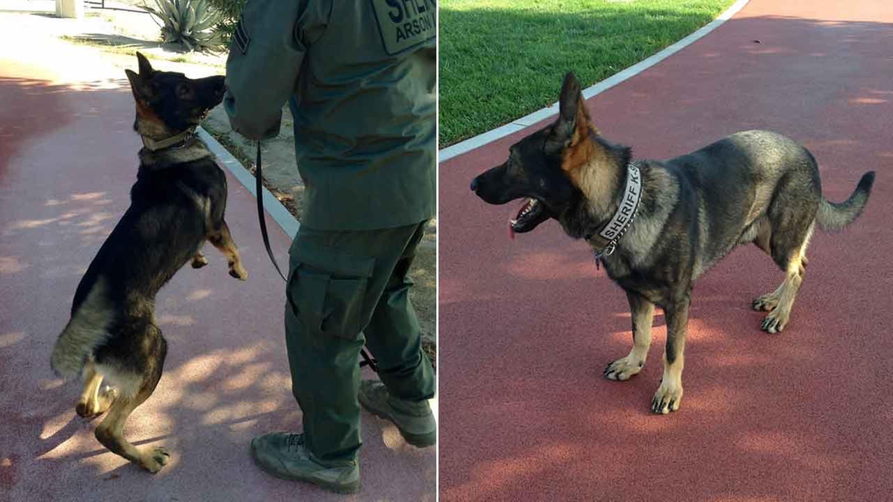 San Bernardino detective loses finger attempting to save K9 partner's life