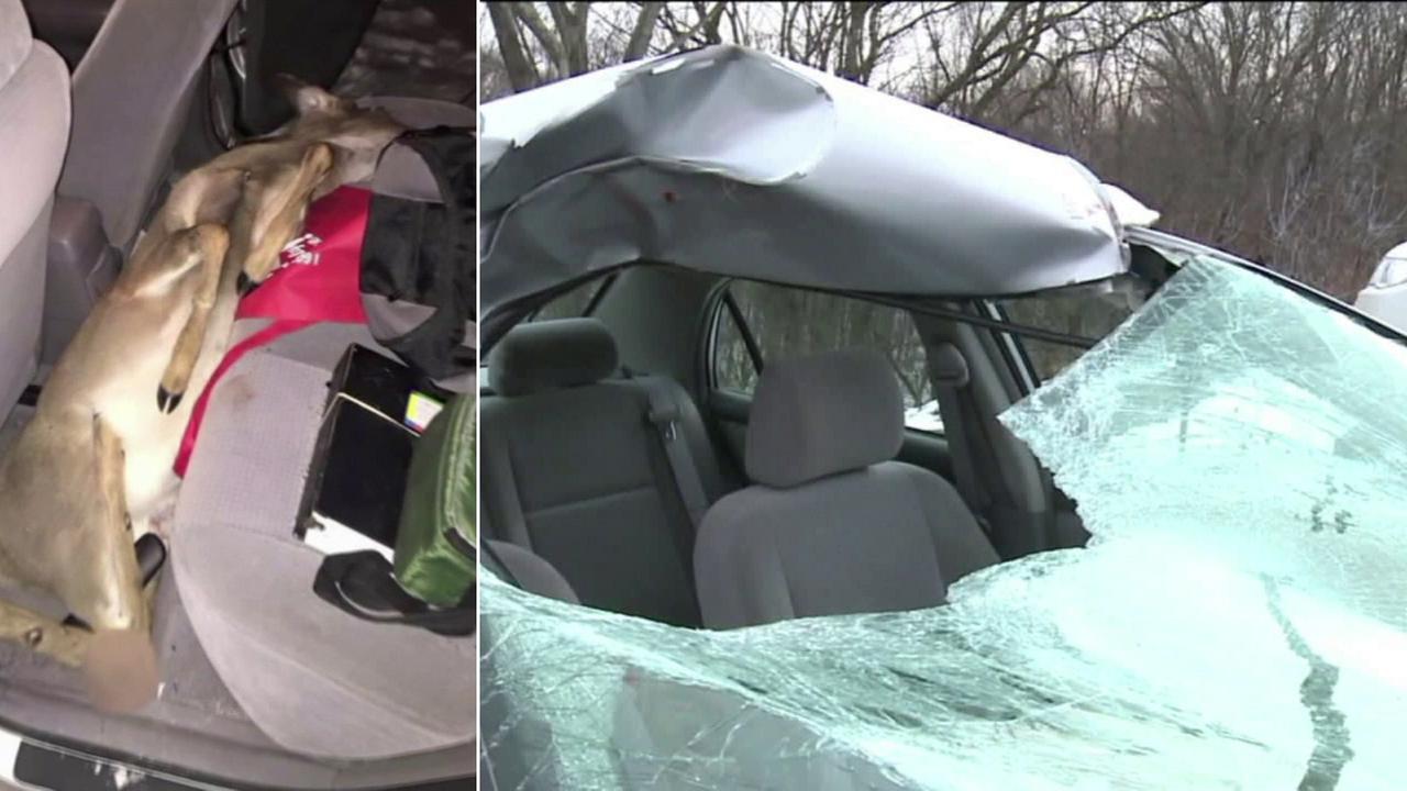 Deer crashes through windshield, ends up in backseat of Pennsylvania woman's car