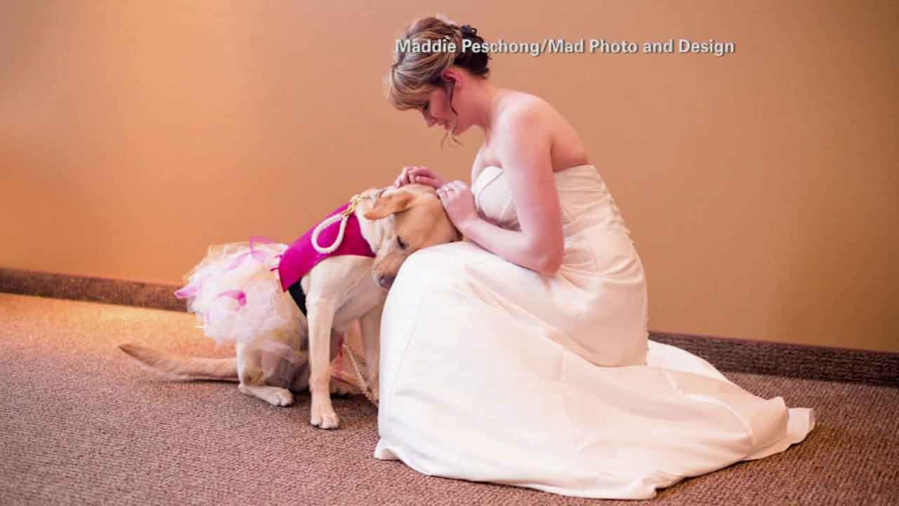 Viral photo captures service dog calming bride before wedding