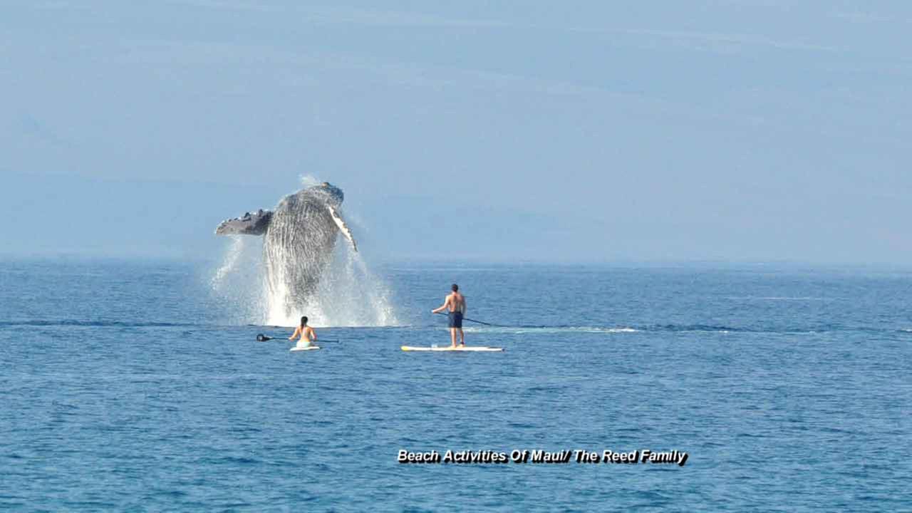 Breathtaking photos capture whale jumping out of ocean near Maui resort