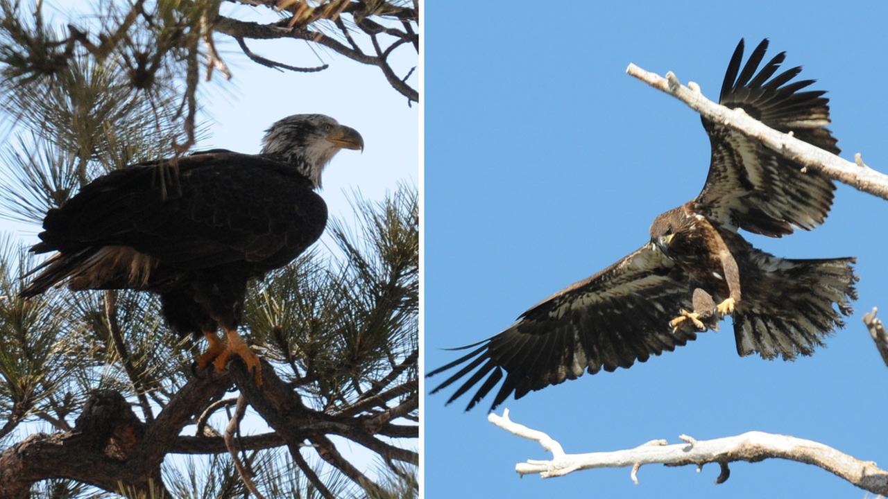 14 bald eagles spotted by 224 observers in SoCal