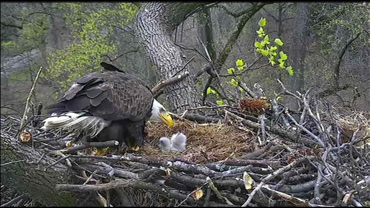 1 of 2 baby eagles hatch in nest above DC police academy