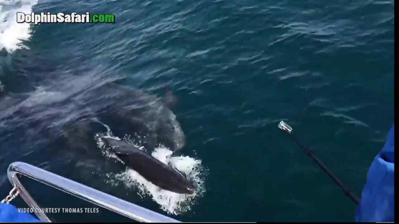 Rare whale birth caught on camera off coast of Dana Point