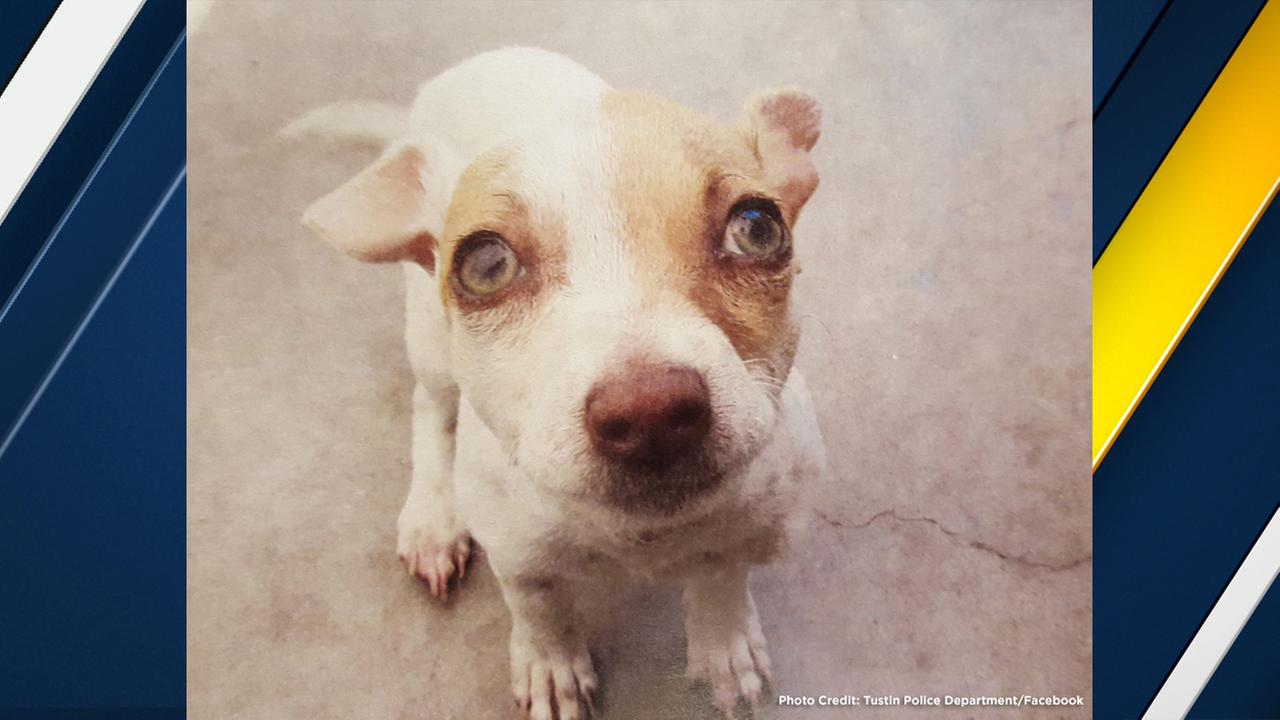Tustin puppy tests positive for meth, heroin, police say