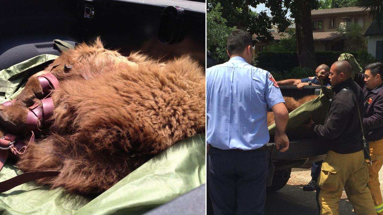 Bear found up a tree in Pasadena neighborhood