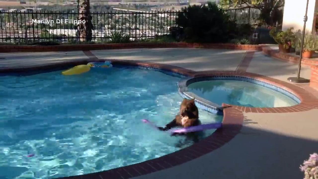 VIDEO: Bear cools off in pool as record heat sweeps SoCal
