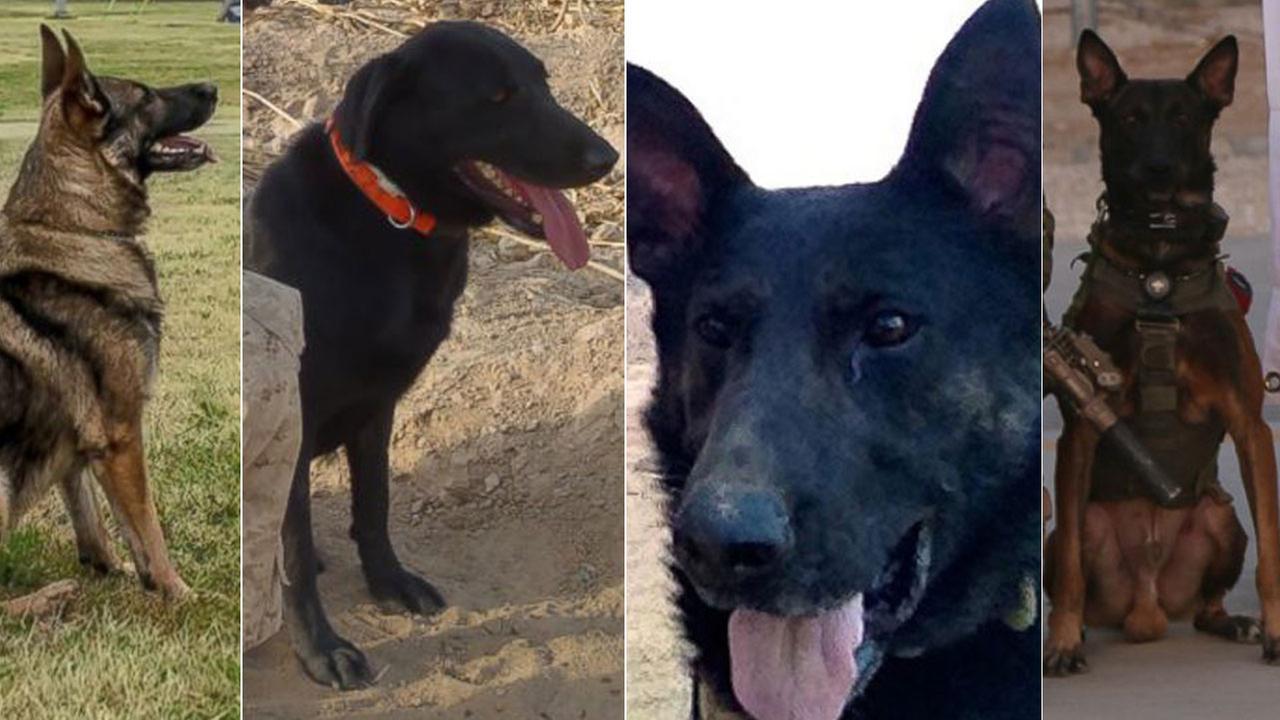 4 military K-9s honored with Medal of Courage award for service to US