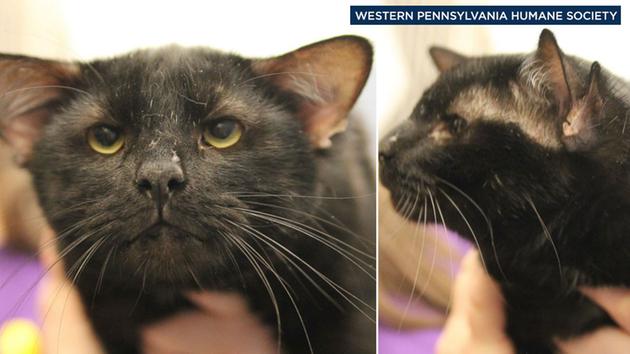 A four-eared cat named Batman is seen in photos from the Western Pennsylvania Humane Society.