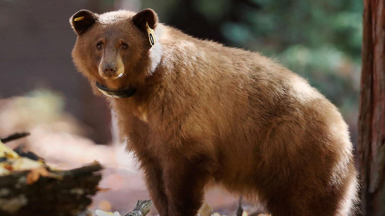 Yosemite tracking daily journey of bears online Yosemite tracking daily journey of bears online
