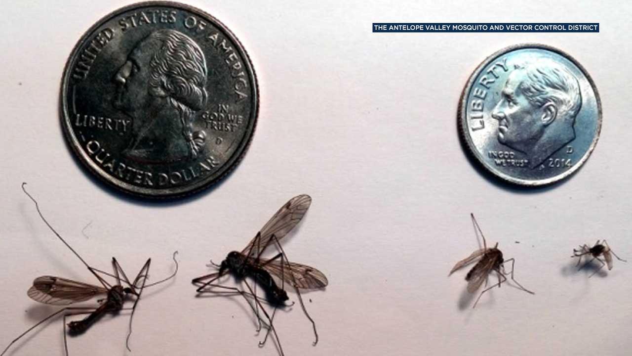 Giant 'mosquitoes' invading southern California