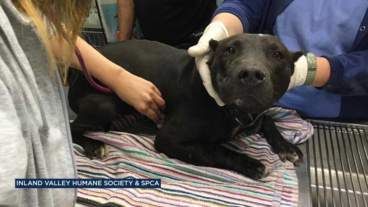 20 dogs found amid dogfighting investigation in Ontario
