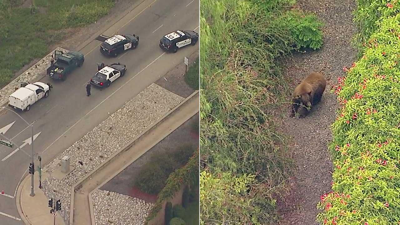 Bear Struck By Car On Caifornia Highway | Abc13.com