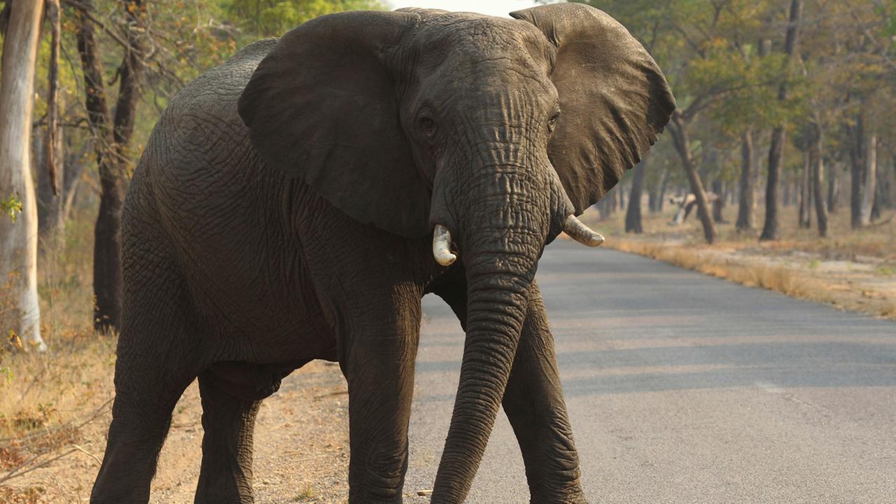 Elephant crushes hunter as it falls from fatal shot