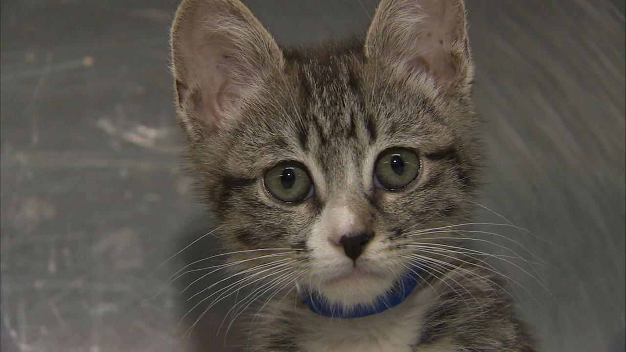 Kitten with broken heart in Pasadena needs life-saving surgery
