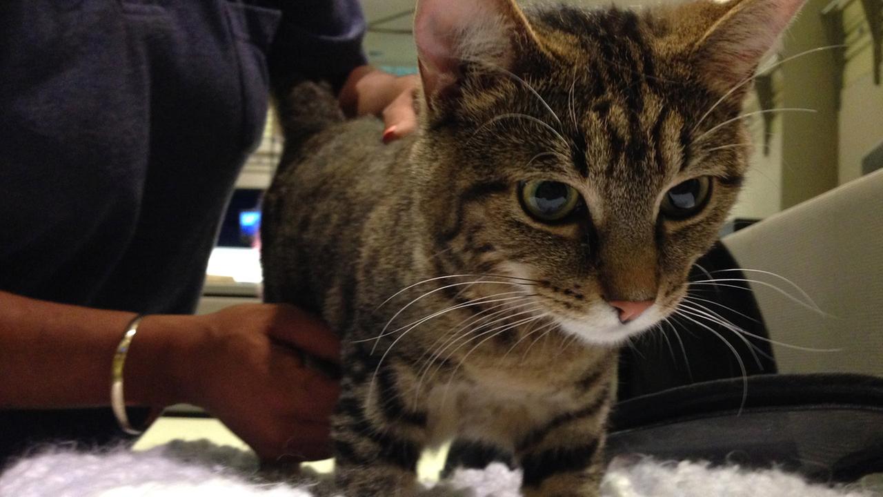 Pet Of The Week 2 Year Old Cat Named Beya