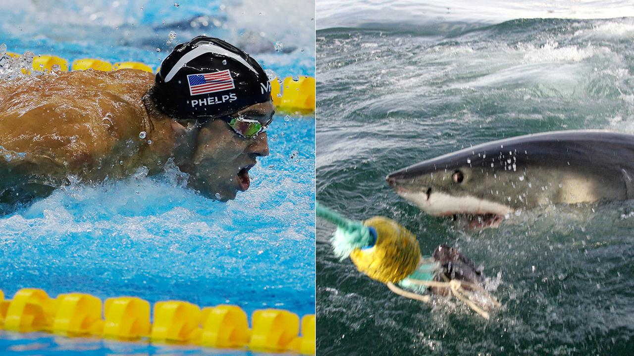 Discovery Channel hints Michael Phelps will race great white shark