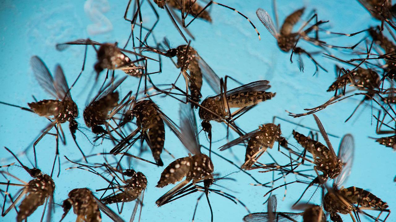 First Case Of Sexually Transmitted Zika Confirmed In Los Angeles County 