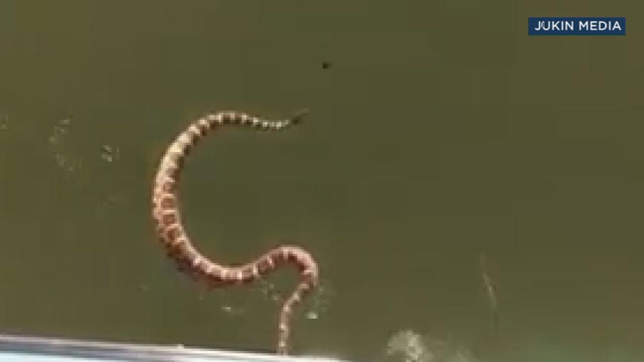 Folsom Lake boaters panic as rattlesnake nearly makes it on board