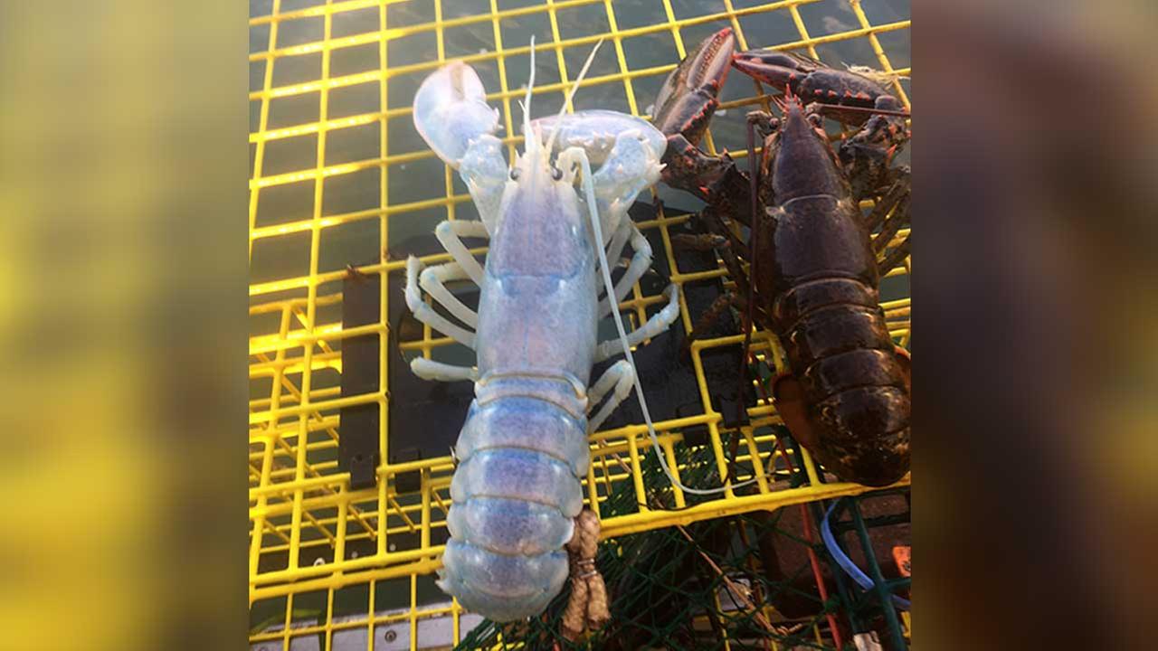 Maine Lobsterman Pulls in Weirdest Lobster Ever
