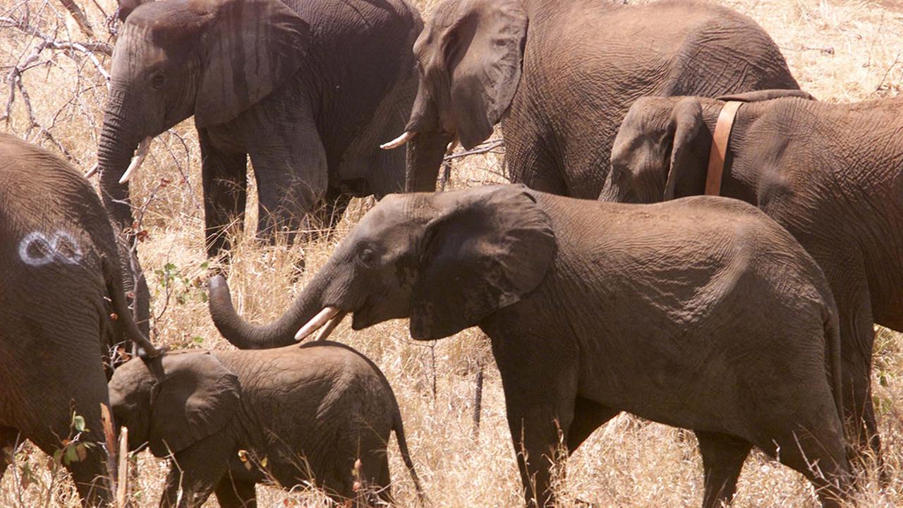 Ellen DeGeneres: 'Donald Trump is encouraging Americans to kill elephants' Ellen DeGeneres: 'Donald Trump is encouraging Americans to kill elephants'