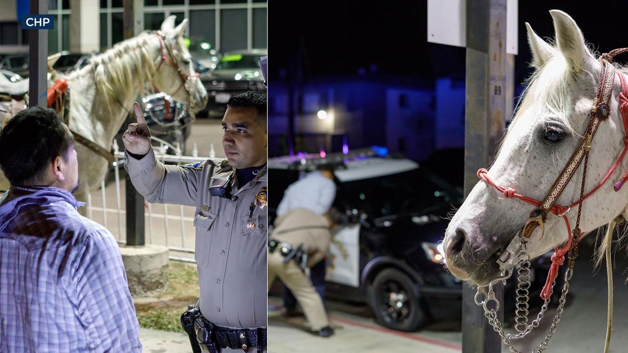 Man Arrested After Allegedly Riding Horse Drunk On California Freeway Man Arrested After Allegedly Riding Horse Drunk On California Freeway