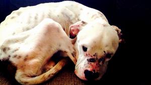 Huey the Pit Bull is shown emaciated and with scars on his face in this undated file photo.