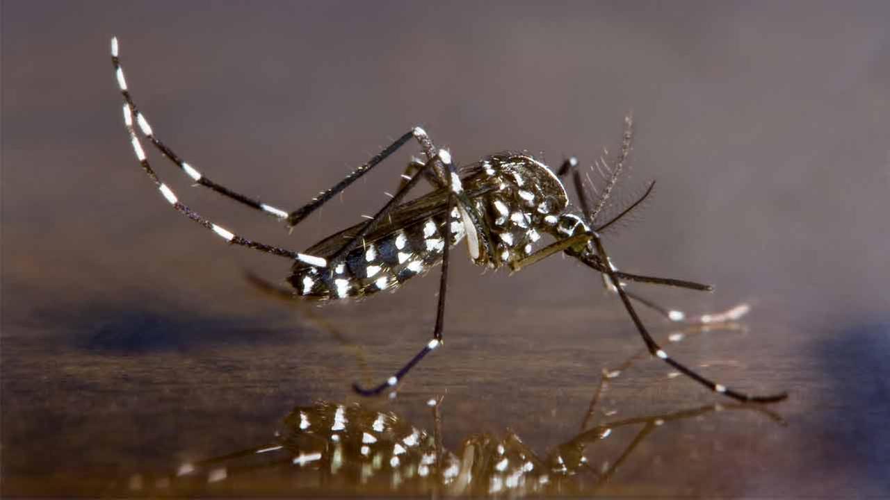 Dangerous mosquito species spotted in South El Monte | abc7.com